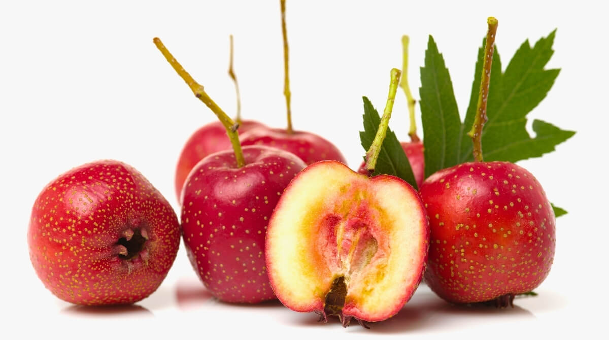 ALIÇ SİRKESİ NASIL YAPILIR?