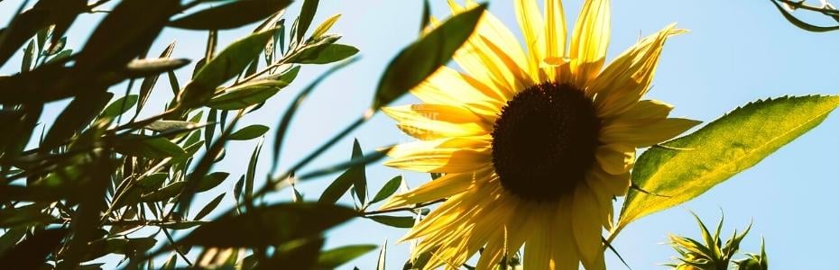 AYÇİÇEK YAĞI İLE ZEYTİNYAĞI ARASINDA NASIL SEÇİM YAPILMALI?