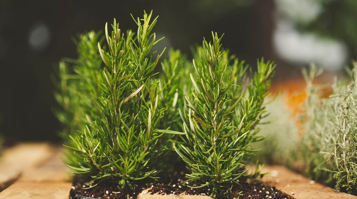 BİBERİYE NASIL KULLANILMALI?