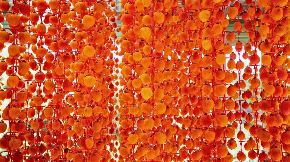 CENNET HURMASI NASIL KURUTULUR?