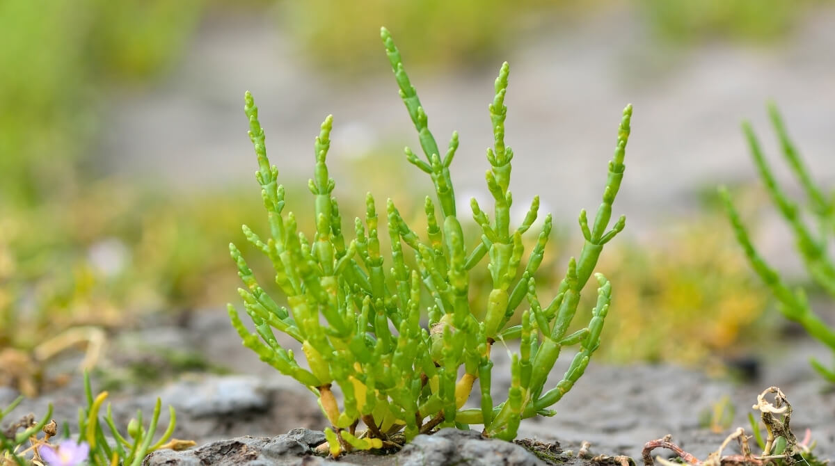 DENİZ BÖRÜLCESİ NEDİR?