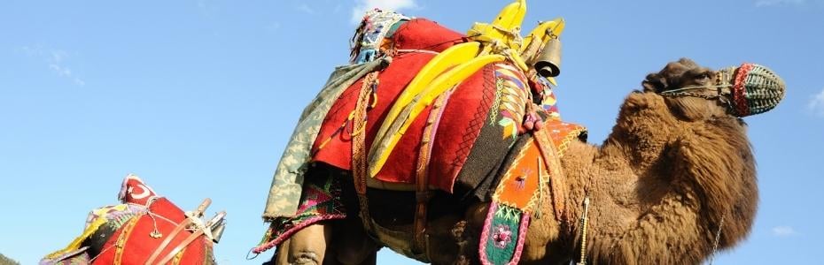 HAVUT ( DEVE SEMERİ )