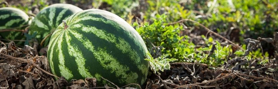 KAPRUZUNUZU NASIL ALIRSINIZ?