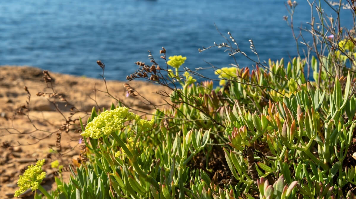 KAYA KORUĞU NEDİR?