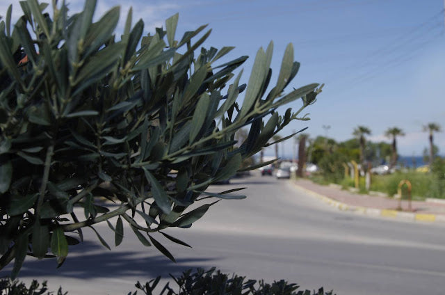 URLA'DA BAHAR FESTİVALLERİ BAŞLIYOR