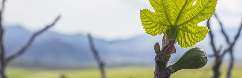 YAN GÖNLÜM SEN DE; İNCİR AŞKINA - 1