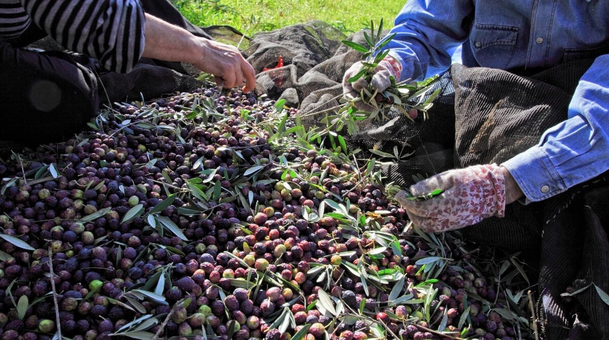 ZEYTİNDE VAR YILI YOK YILI NE DEMEK?