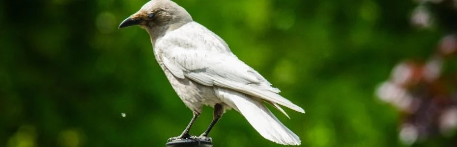 BAK! KARGA "GAAK" DEDİ...