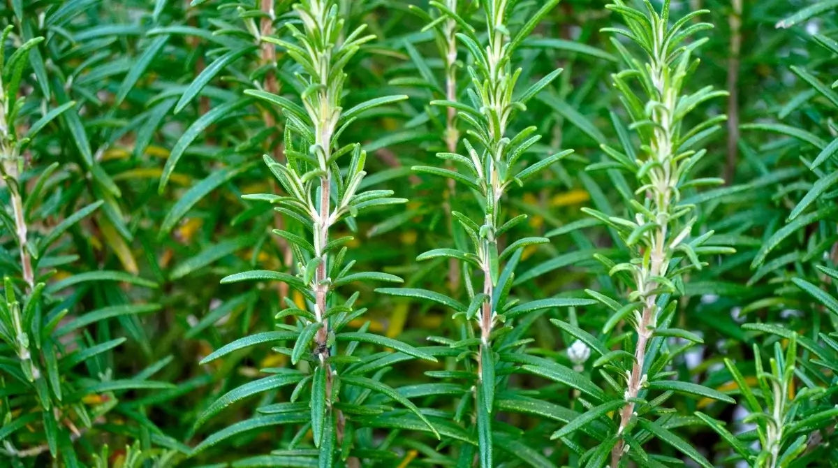 Biberiye bitkisi (Rosmarinus officinalis) aromatik Akdeniz bitkisi