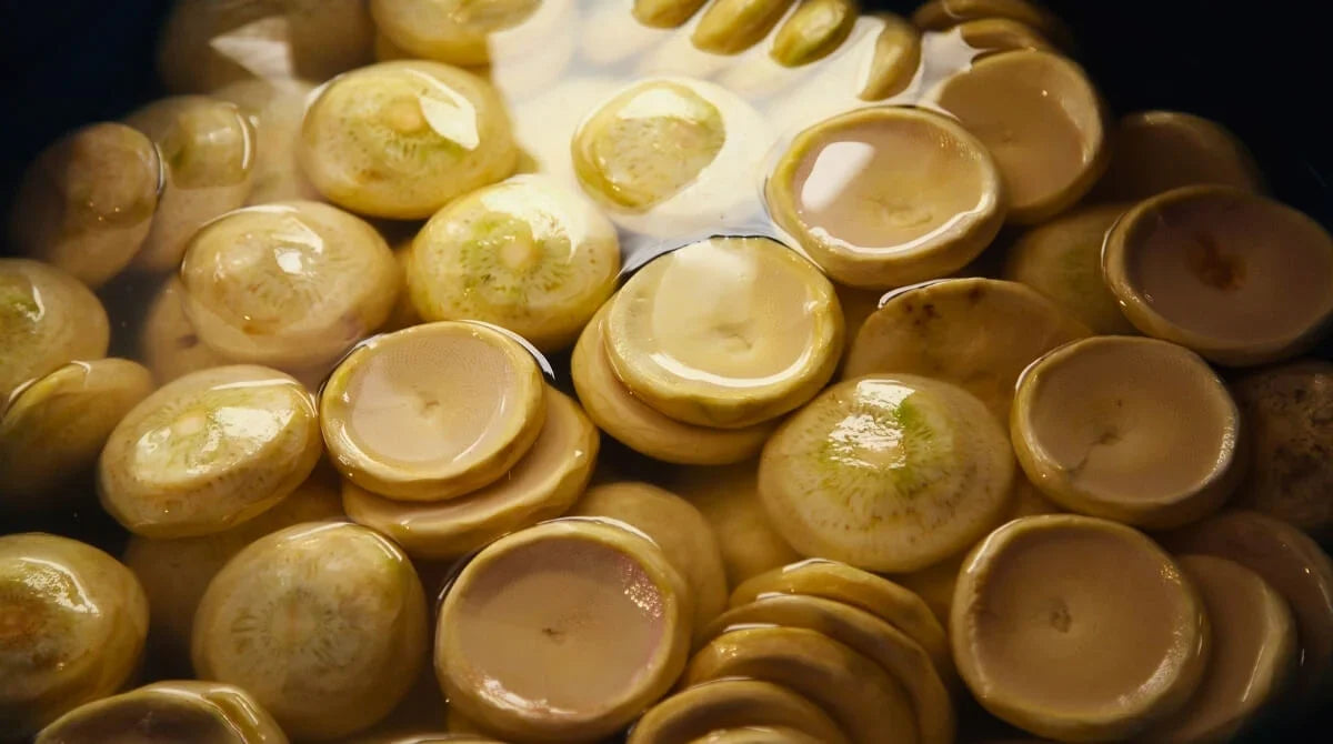 ÇANAK ENGİNAR: DOĞADAN SOFRANIZA EGE’NİN HEDİYESİ