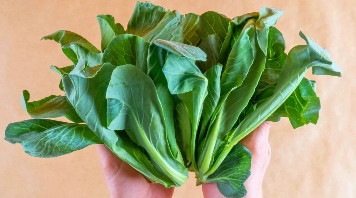 CİBES OTU: EGE MUTFAĞININ ŞİFALI LEZZETİ