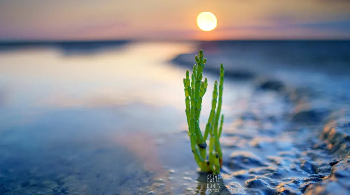 DENİZ BÖRÜLCESİ: SAĞLIKLI VE LEZZETLİ BİR İYOT KAYNAĞI