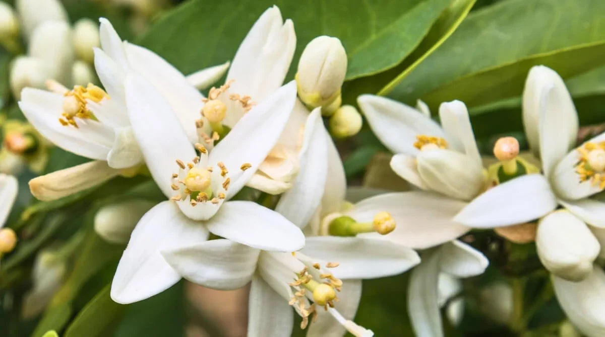 EGEDE PORTAKAL ÇİÇEĞİ ZAMANI