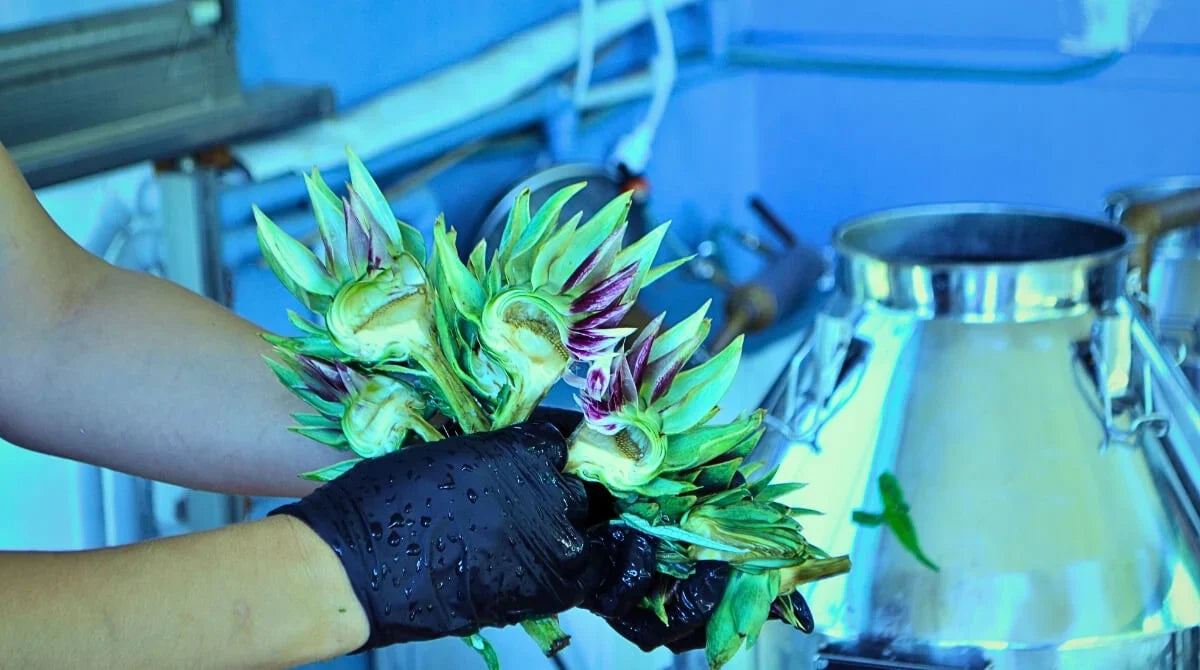 ENGİNAR SUYU: GGT DENGESİ, DOĞAL DETOKS VE DENGELİ YAŞAM