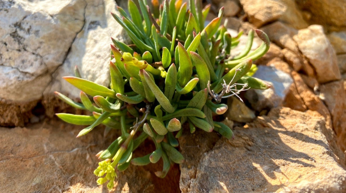 Kayalık Ege kıyısında doğal yetişen kaya koruğu bitkisi