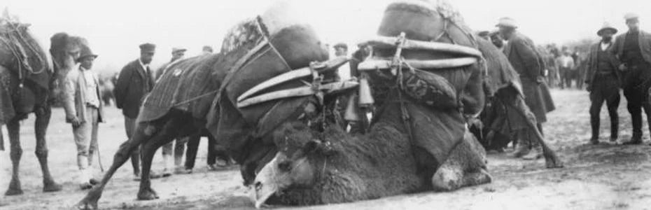 KÖKLÜ BİR TÜRK GELENEĞİ : DEVE GÜREŞLERİ