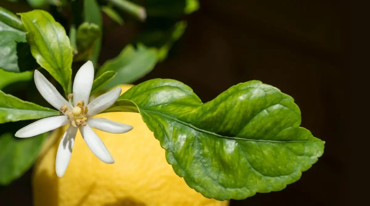 LİMON ÇİÇEĞİ KOLONYASI; AVUÇLARDAKİ BEYAZ BAHAR
