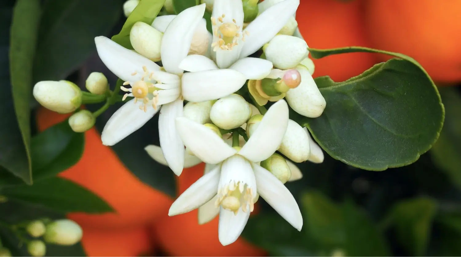 NİSANIN FISILTISI: PORTAKAL ÇİÇEĞİ KOKUSU