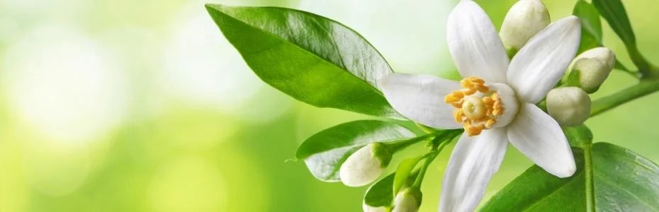 PORTAKAL ÇİÇEĞİ ZAMANI