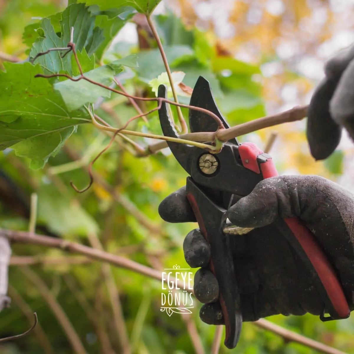 Asma Yaprağı - Kuru Basım