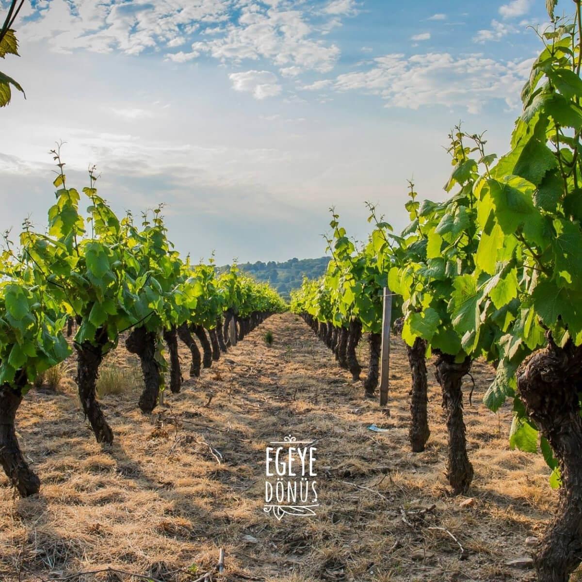 Asma Yaprağı - Kuru Basım