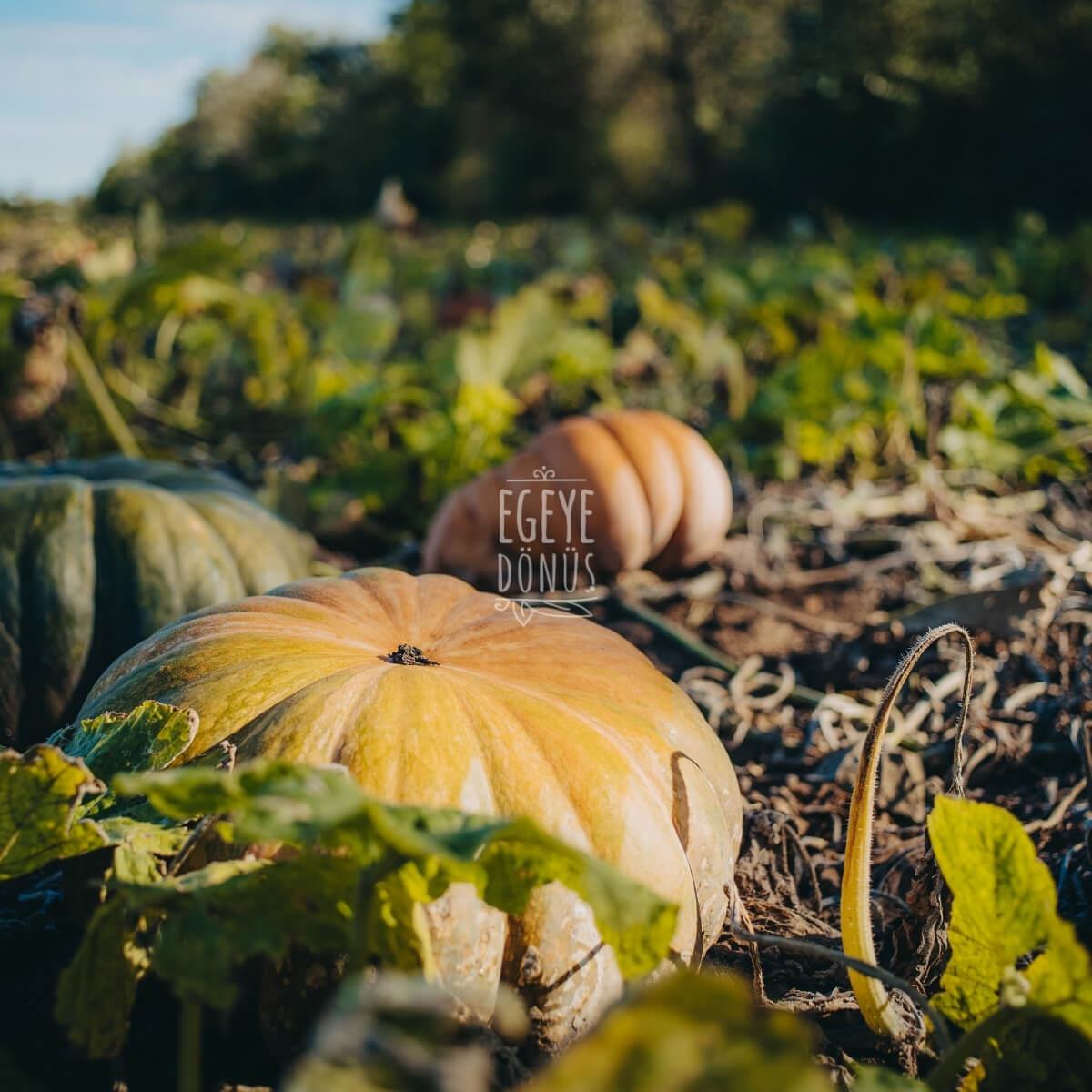 Aydın Kabak Tatlısı