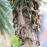 Çam Balı (650 Gr.)