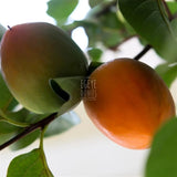 Cennet Hurması (1 Kg.)