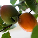 Cennet Hurması 5'Li Avantaj Seti