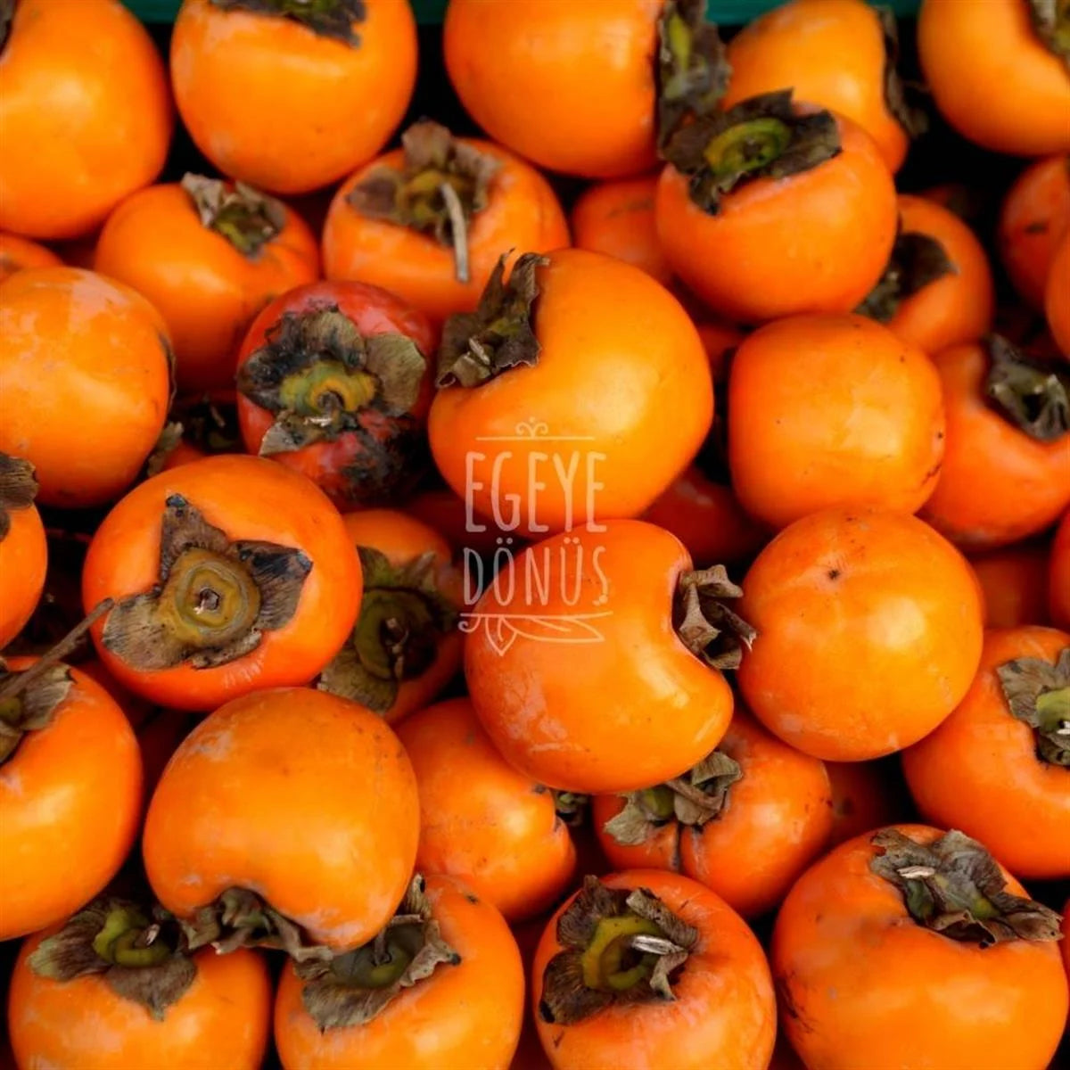 Cennet Hurması Dilim