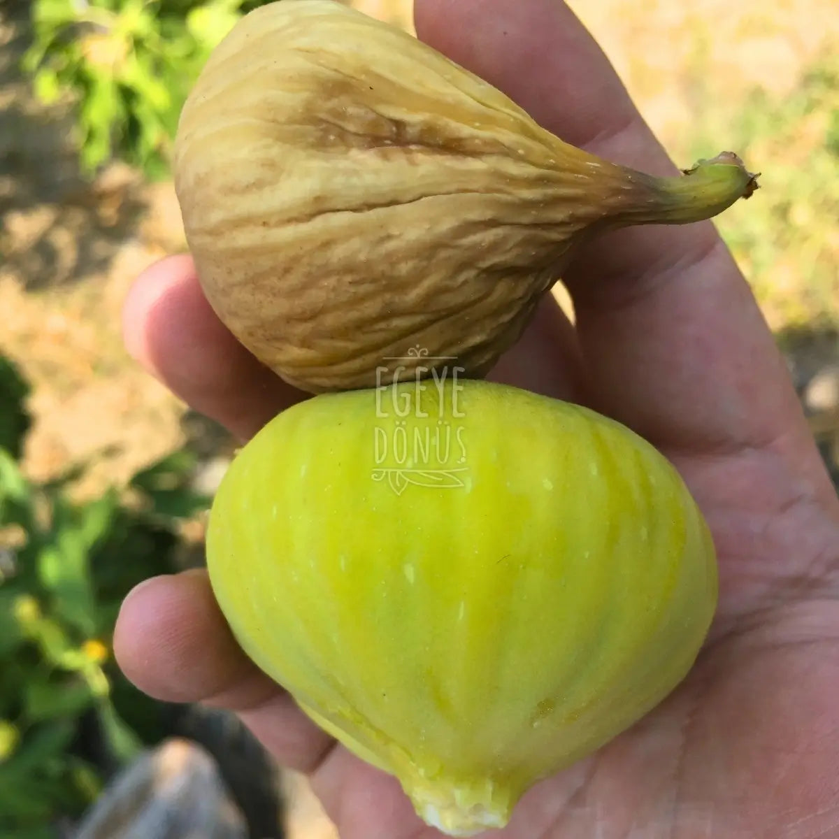 Kuru İncir - İlk Lokma (1 Kg.)