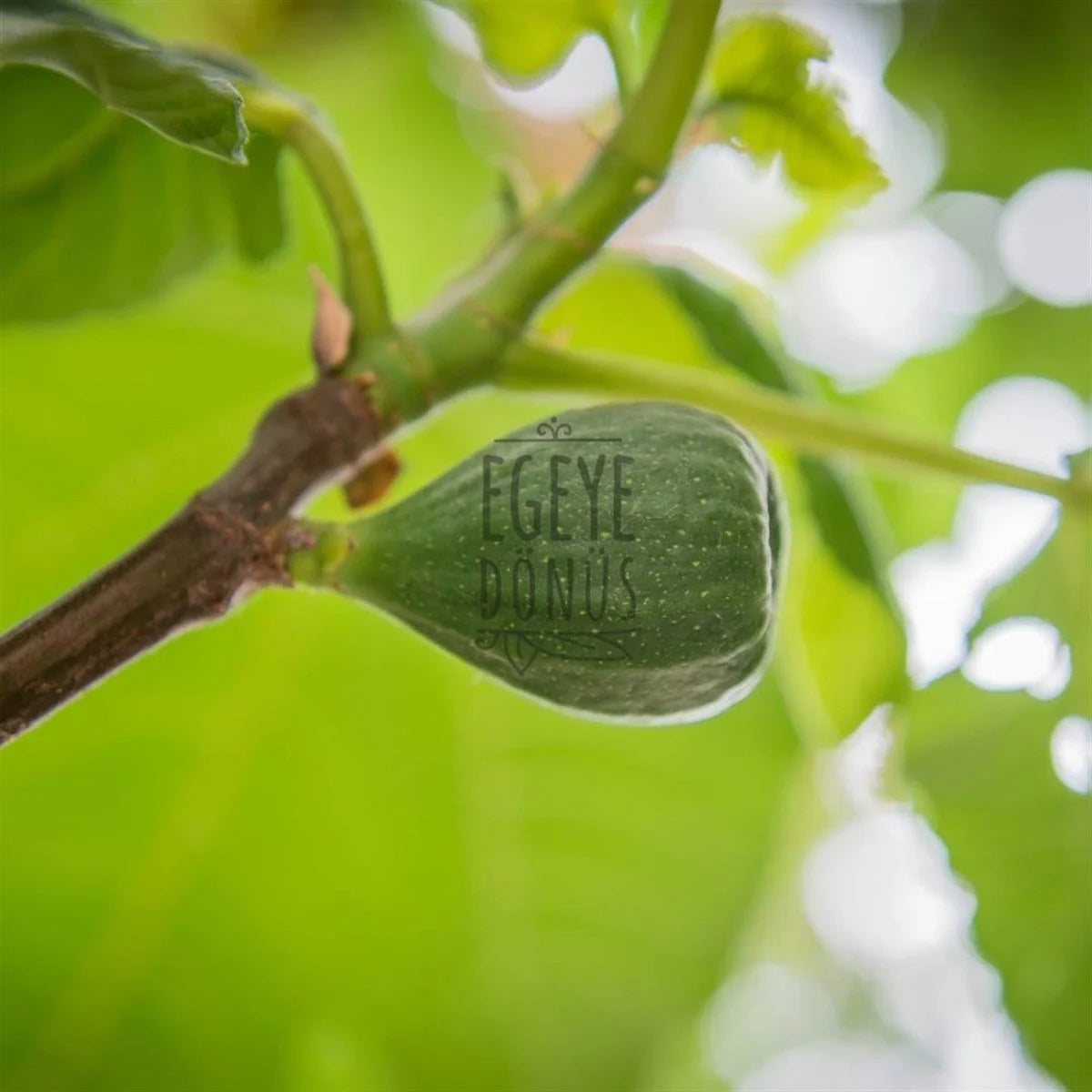 İncir Kolonyası - Sprey
