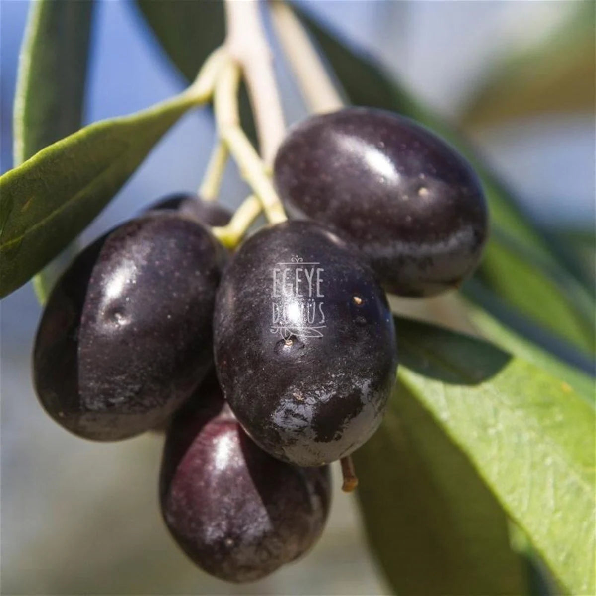 Kalamata Kuru Sele Zeytin (1 Kg.)