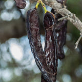 Keçiboynuzu Meyvesi Harnup Kurusu