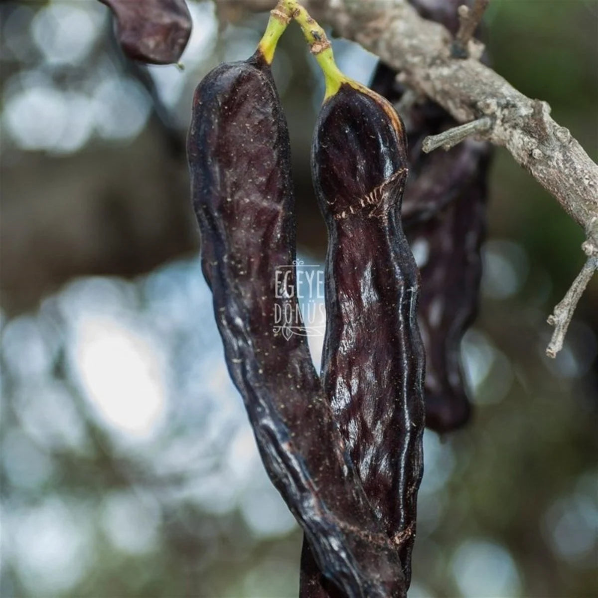 Keçiboynuzu Meyvesi Harnup Kurusu