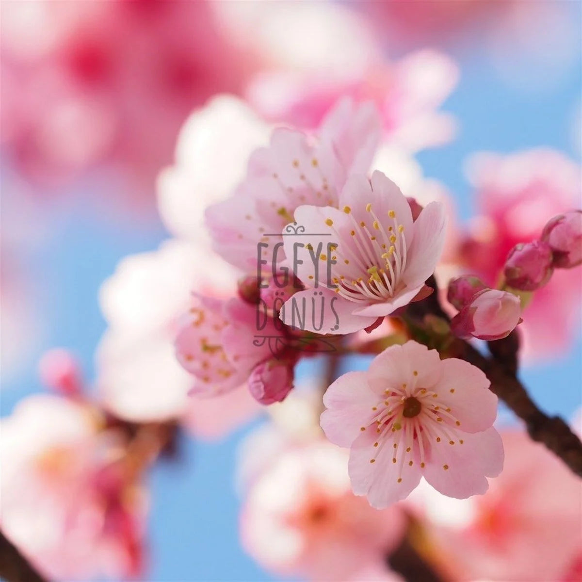 Kiraz Çiçeği Kolonyası