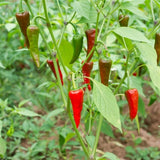 Kırmızı Toz Biber (100 Gr.)