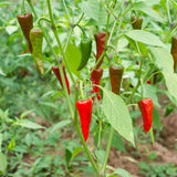 Kırmızı Toz Biber (500 Gr.)