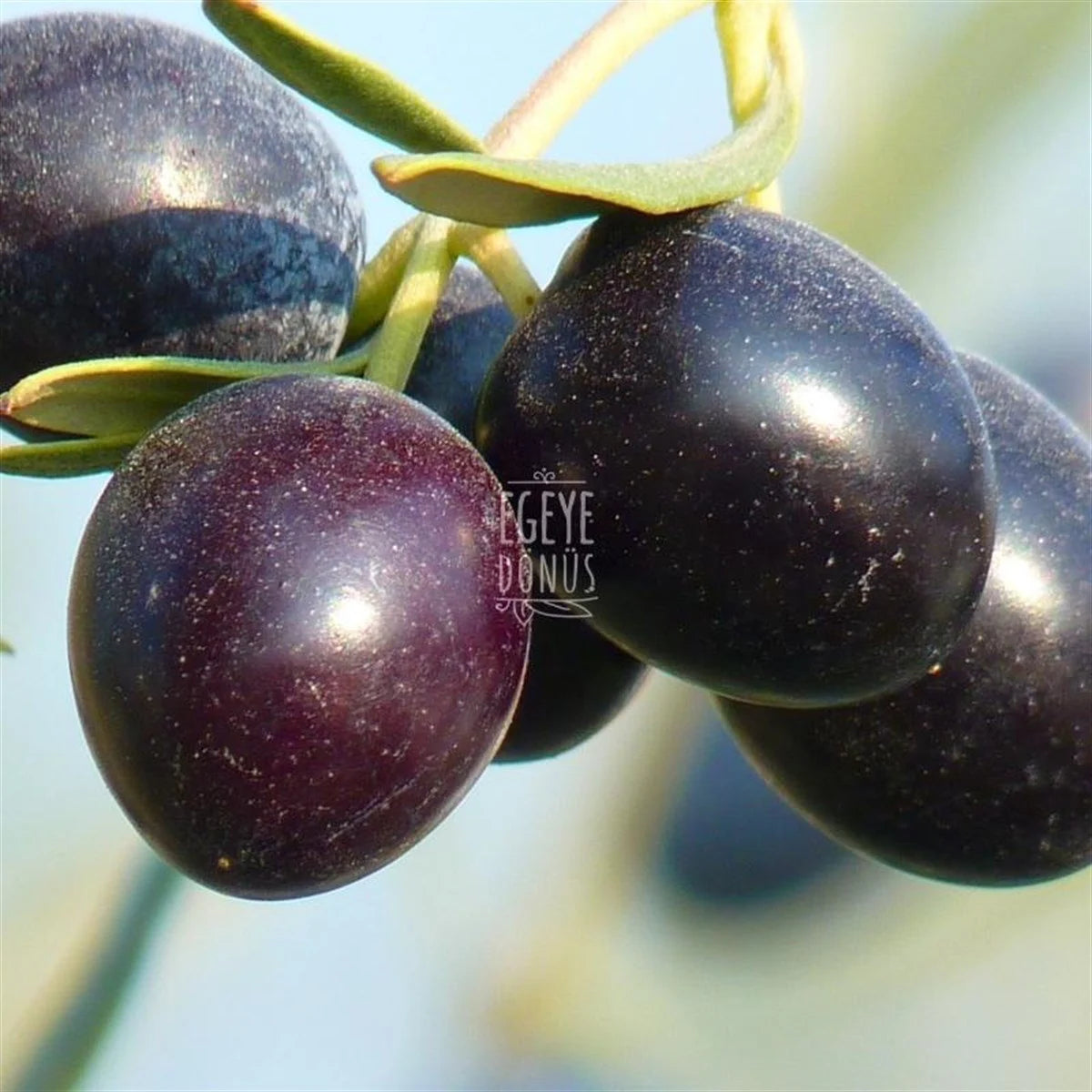 Kuru Sele Zeytin (1 Kg.)