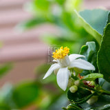 Limon Çiçeği Kolonyası