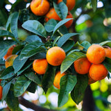 Mandalina Kolonyası