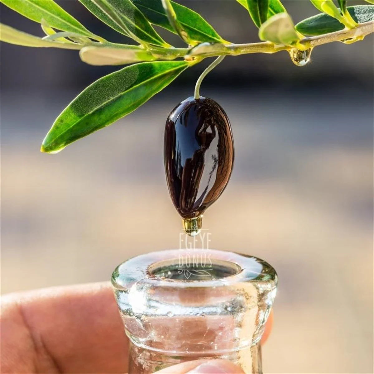 Soğuk Sıkım Zeytinyağı (5 Lt.)